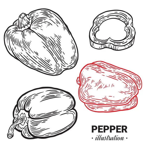 Паприка перець свіжа їжа Векторна рука намальована ілюстрація, дрейф — стоковий вектор