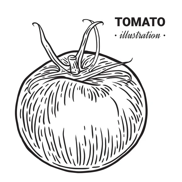 Томат свіжа їжа Векторна рука намальована ілюстрація, малюнок, гра — стоковий вектор