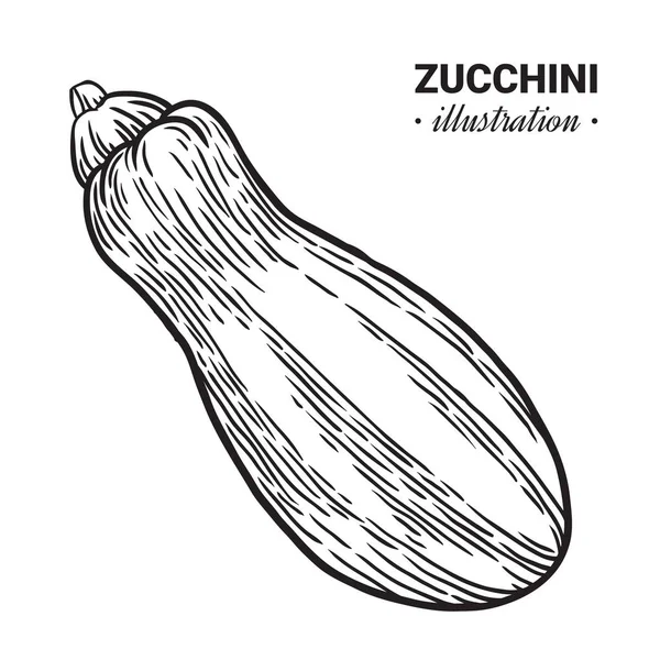 Zucchini frische Lebensmittel Vektor handgezeichnete Illustration. — Stockvektor