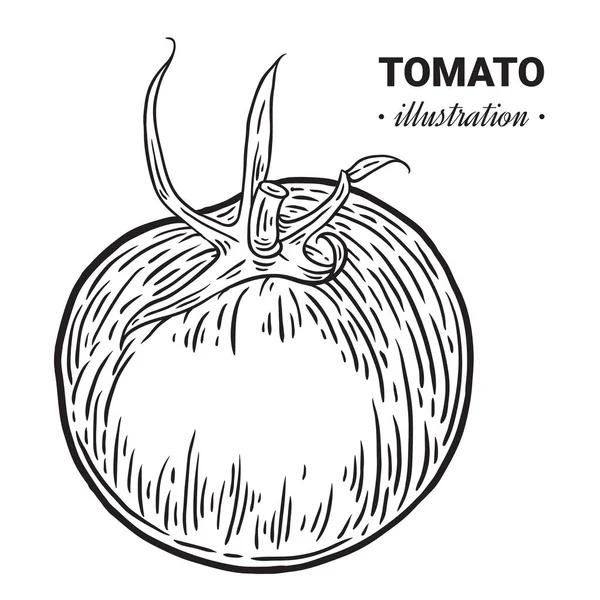 Pomodoro fresco cibo vettore disegnato a mano illustrazione, disegno, engra — Vettoriale Stock