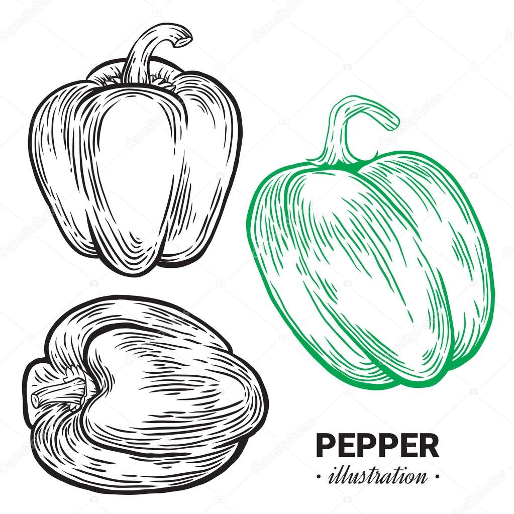 Paprika pepper fresh food vector hand drawn illustration, drawin