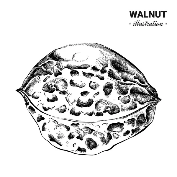 Walnuss frischer Nahrungsmittel Vektor handgezeichnete Illustration, Zeichnung — Stockvektor