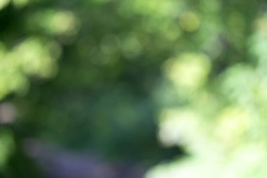 Ağaç üzerinde parlayan ışık bırakır. Arka plan bulanıklık ayırtıldı. G