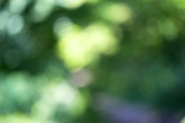 Ağaç üzerinde parlayan ışık bırakır. Arka plan bulanıklık ayırtıldı. G