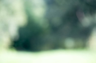 Ağaç üzerinde parlayan ışık bırakır. Arka plan bulanıklık ayırtıldı. G