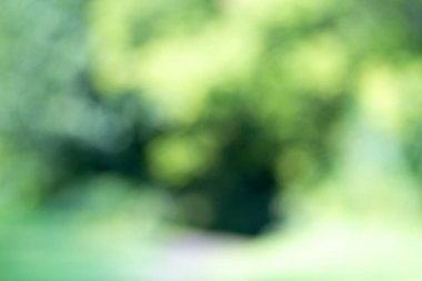 Ağaç üzerinde parlayan ışık bırakır. Arka plan bulanıklık ayırtıldı. G