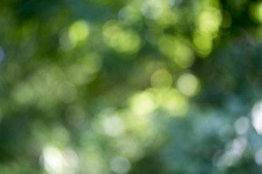 Ağaç üzerinde parlayan ışık bırakır. Arka plan bulanıklık ayırtıldı. G