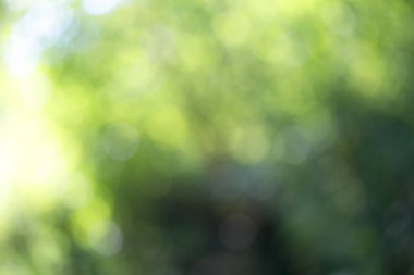 Ağaç üzerinde parlayan ışık bırakır. Arka plan bulanıklık ayırtıldı. G