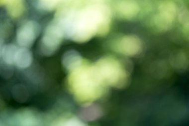 Ağaç üzerinde parlayan ışık bırakır. Arka plan bulanıklık ayırtıldı. G