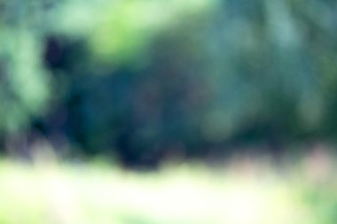 Ağaç üzerinde parlayan ışık bırakır. Arka plan bulanıklık ayırtıldı. G