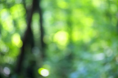 Ağaç üzerinde parlayan ışık bırakır. Arka plan bulanıklık ayırtıldı. G