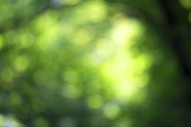 Ağaç üzerinde parlayan ışık bırakır. Arka plan bulanıklık ayırtıldı. G