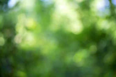 Ağaç üzerinde parlayan ışık bırakır. Arka plan bulanıklık ayırtıldı. G