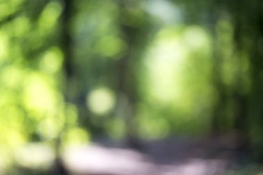 Ağaç üzerinde parlayan ışık bırakır. Arka plan bulanıklık ayırtıldı. G