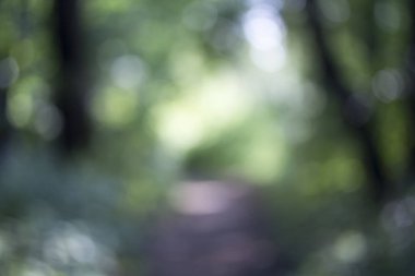 Ağaç üzerinde parlayan ışık bırakır. Arka plan bulanıklık ayırtıldı. G