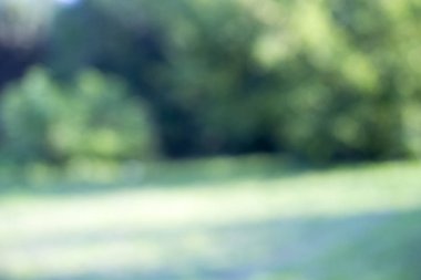 Ağaç üzerinde parlayan ışık bırakır. Arka plan bulanıklık ayırtıldı. G