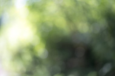 Ağaç üzerinde parlayan ışık bırakır. Arka plan bulanıklık ayırtıldı. G