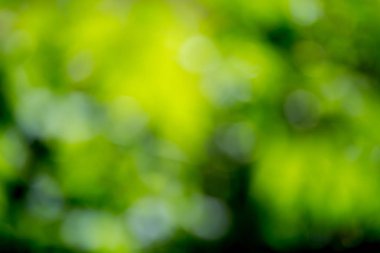 Ağaç üzerinde parlayan ışık bırakır. Arka plan bulanıklık ayırtıldı. Yeşil Yaz bahar arka plan bırakır. Odak Bokeh arka plan.