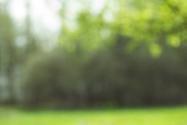 Ağaç üzerinde parlayan ışık bırakır. Arka plan bulanıklık ayırtıldı. Yeşil Yaz bahar arka plan bırakır. Odak Bokeh arka plan.