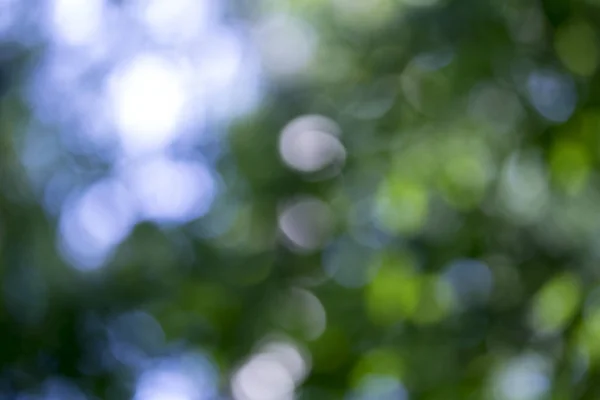 Luce splendente sulle foglie degli alberi. Sfocatura prenotata Sfondo astratto. G — Foto Stock