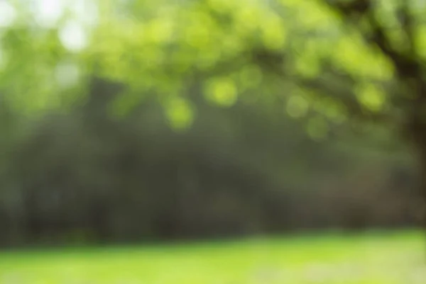 Luce Splendente Sulle Foglie Degli Alberi Sfocatura Prenotata Sfondo Astratto — Foto Stock