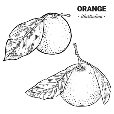 Turuncu taze gıda vektör elle çizilmiş çizim
