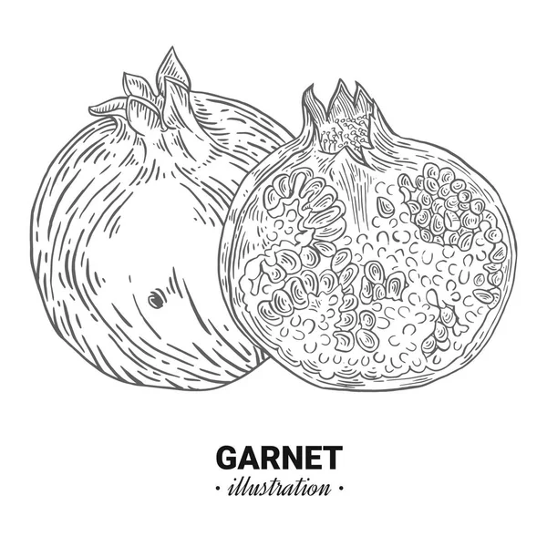 ガーネットの生鮮食品ベクトル手描きイラスト — ストックベクタ