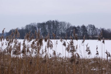 donmuş bir gölün üzerinde Polonya, Europe kamışı