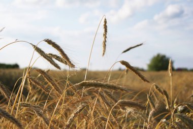 Buğday alan summertime kulaklar
