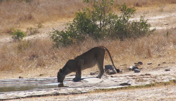 Lioness after hunting drinking water