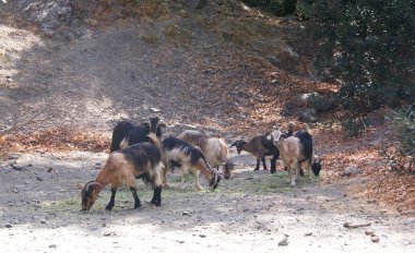 güney Avrupa'da bir yerde kıllı keçi sürüsi