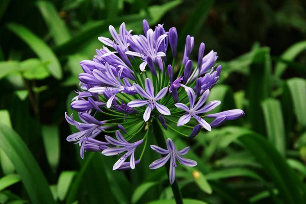 Fiore viola di madeira — Foto Stock