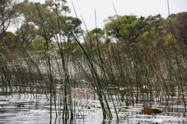 Okavango Deltası su seviyesinden