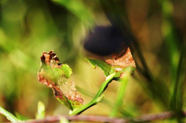 bulanık bir yeşil karşı iki sonbahar yaprakları