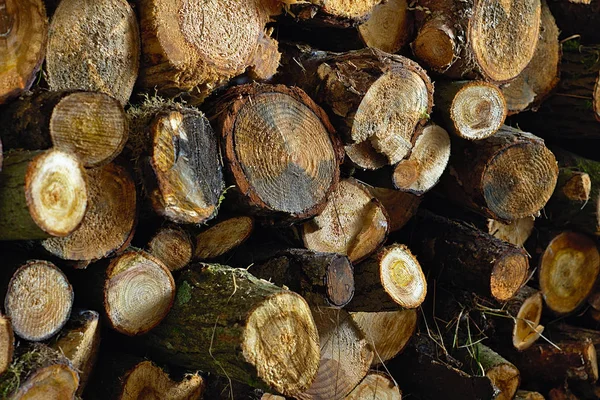 Brennholz Ganze Holzblöcke Ohne Veredelung — Stockfoto