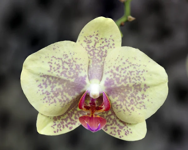 Gros Plan Teigne Verte Orchidée — Photo