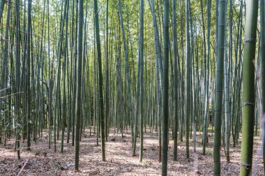 Japonya 'da Kyoto yakınlarındaki bambu ormanı 26 Mart 2018' de çekiliyor.