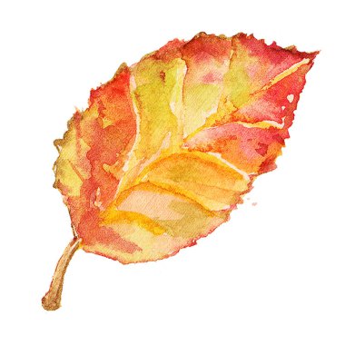 Şirin suluboya sayfası kızılağaç illüstrasyon izole beyaz arka plan üzerinde