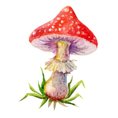 Şirin renkli suluboya amanita karakterleri çizimde Isolated beyaz arka plan . 