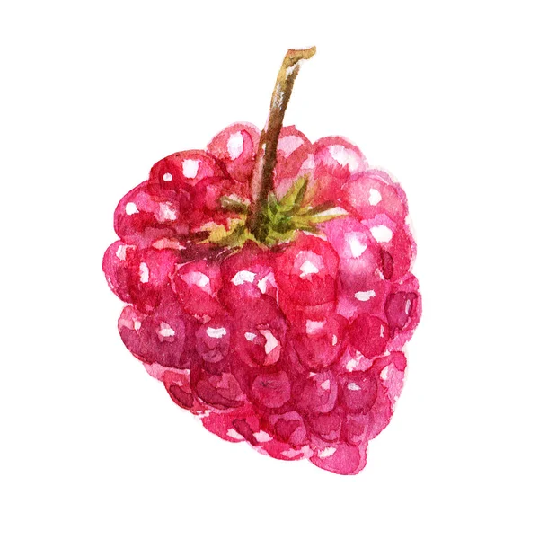 Handgezeichnete Aquarell-Illustration Himbeeren-Symbol isoliert auf weißem Hintergrund — Stockfoto