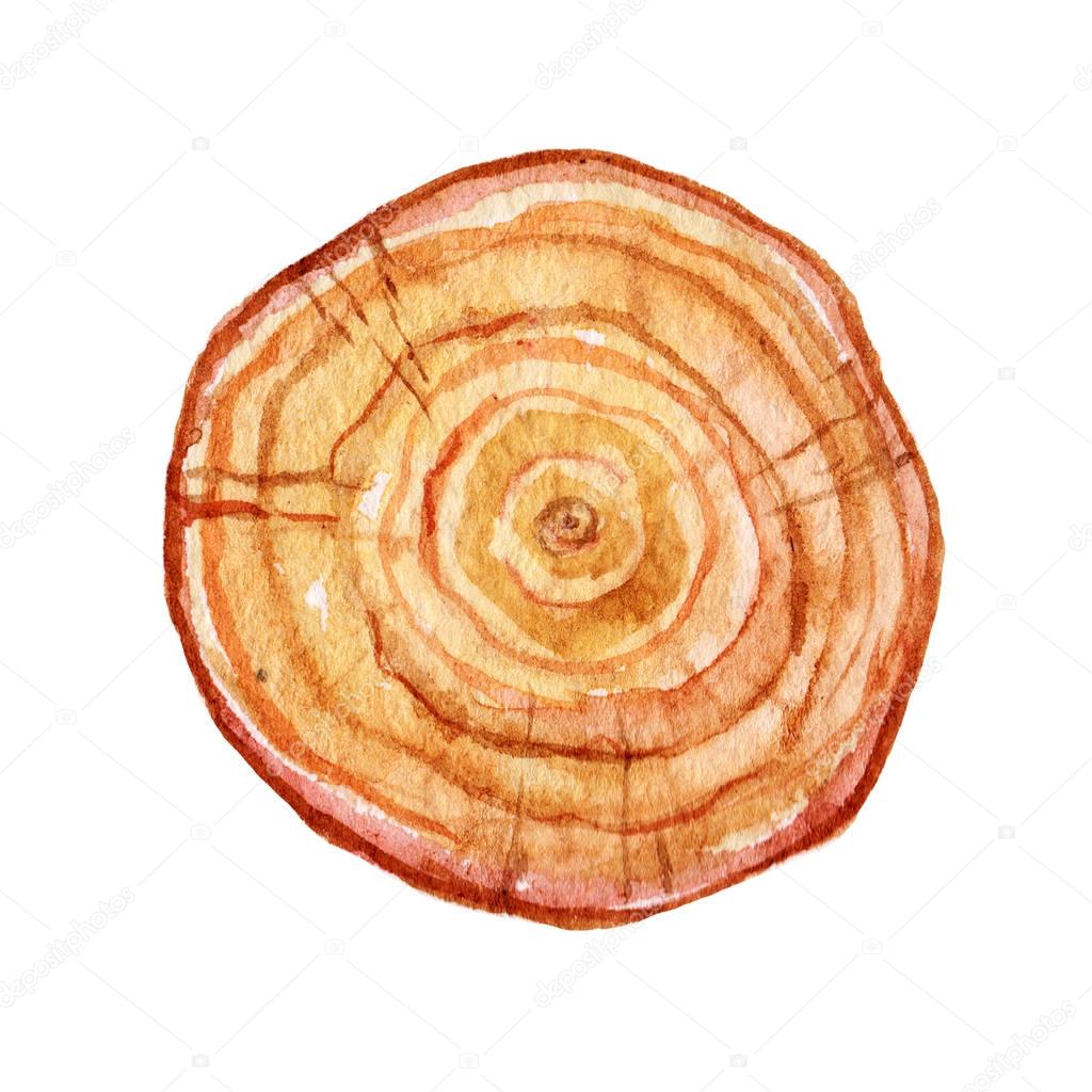 Watercolor Hand drawn wooden slice illustration isolated on white background. Pine tree. Organic modern ecological design. Watercolor natural wood  with stumps, tree cuts, ecology , logs,icon