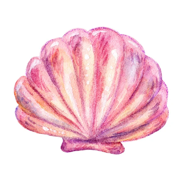 Rajzfilm tengeri akvarell piros shell ábra ikon elszigetelt fehér background. Kézi felhívni a szemléltetés tökéletes clearance Design, textil, tengeri elem, a sea life tengeri stílusban — Stock Fotó
