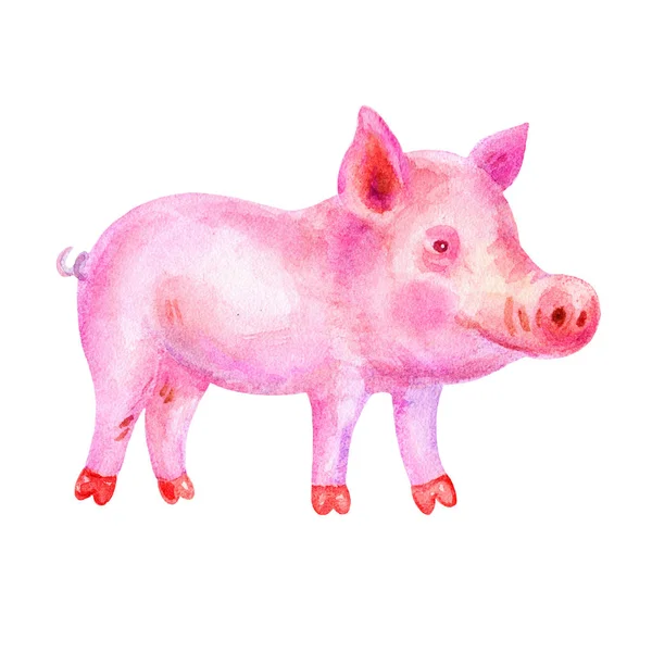 Cute Watercolor colorful pink piggy illustrations isolated on white background. Hand drawn vintage piggy and retro design.Perfect for childrens book,shop,print — Stock Photo, Image