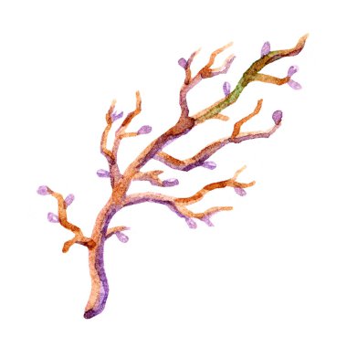 Suluboya kahverengi şube illüstrasyon izole beyaz arka plan üzerinde. Suluboya kroki. El tebrik kartı doğa eleman ile boyalı. Şube ile Vintage illüstrasyon 