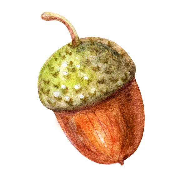 Söt brun akvarell acorn illustration isolerade på vit bakgrund. Färgglada skog element — Stockfoto