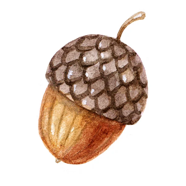 Söt brun akvarell acorn illustration isolerade på vit bakgrund. Färgglada skog element — Stockfoto