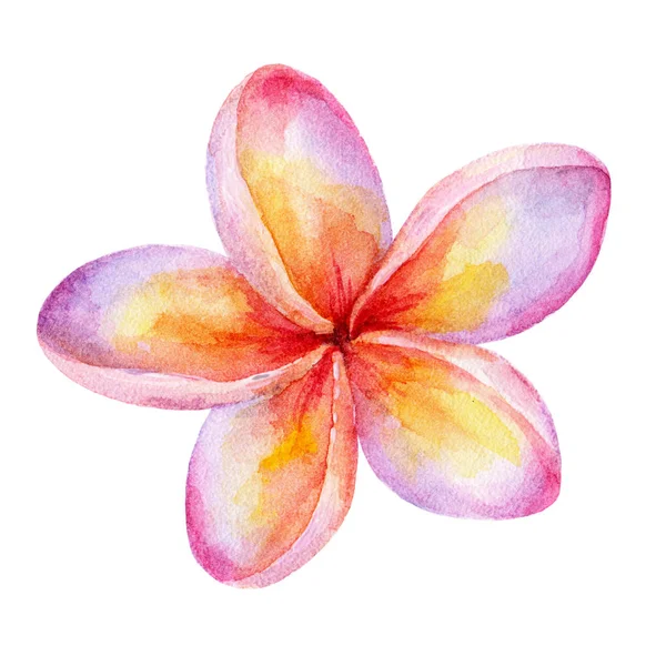 Niedliches Aquarell plumeria Blume Illustrationen isoliert auf weißem Hintergrund. Traditionelle Blume von thailand.tropical Hochzeit florales Bild. perfekt für Hochzeit, Einladungen. — Stockfoto