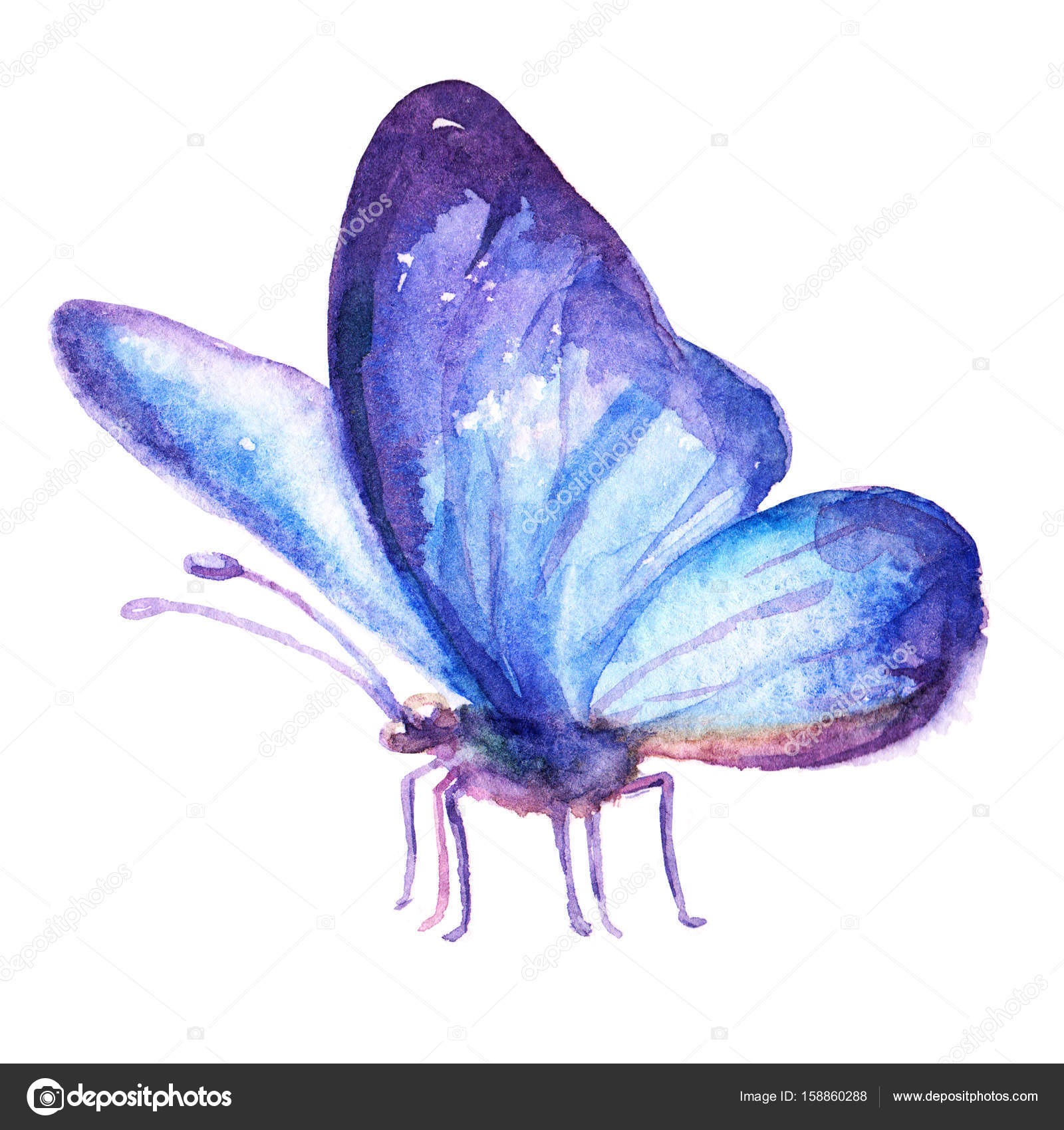 Illustrazioni sveglie di acquerello colorato farfalla isolato su priorit  bassa bianca Design retr² e vintage gatto disegnato a mano
