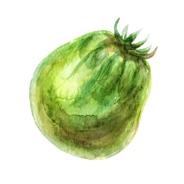 Ilustrasi tomat hijau warna air berwarna tangan Terisolasi Latar Belakang Putih. Cat warna Sketch Botanical Tomato Image Element — Stok Foto