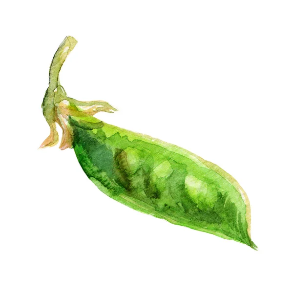 Ručně kreslené ilustrace akvarel zelený hrášek izolovaných na bílém pozadí. Obrázek organické vegetariánské potraviny. Čerstvých zemědělských produktů při navrhování zdravých potravin, trh, kuchyně, Menu. — Stock fotografie